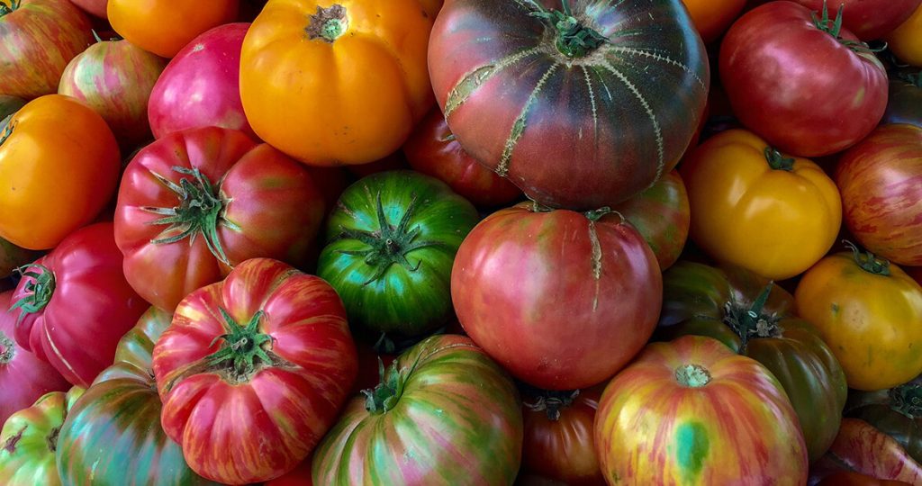 Colorful assortment of heirloom tomatoes in shades of red, yellow, orange, green, and purple displayed together.